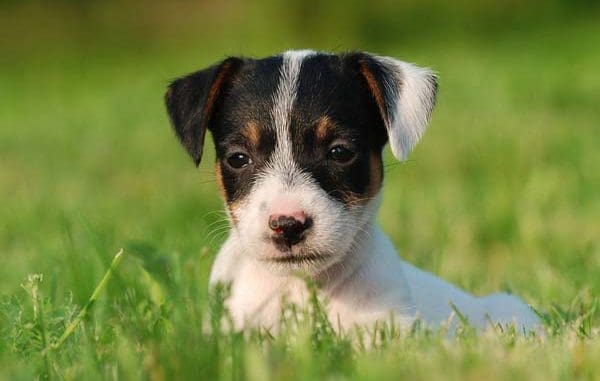 Pets and therapy