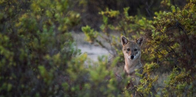 wolf animal spirit animal spirit wolf