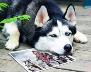 Paul Walker sad dog