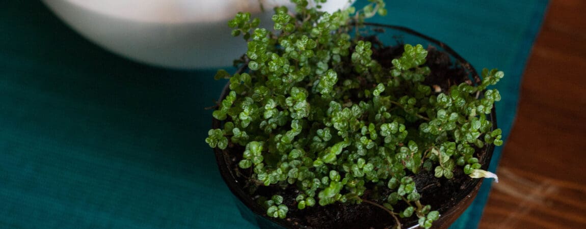 green plants depression green plants depression