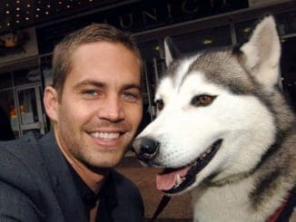 paul walker dog