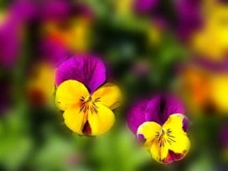 mindfulness nature flowers