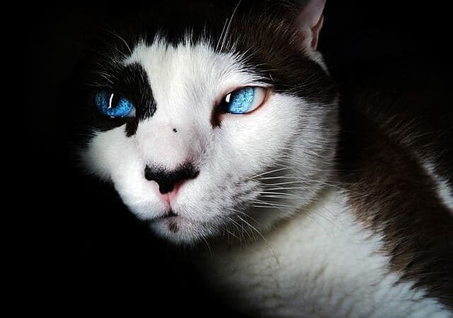 cat death grief cat death grief