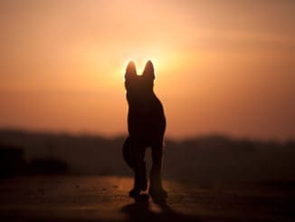 pet loss grief death of dog or cat chicago