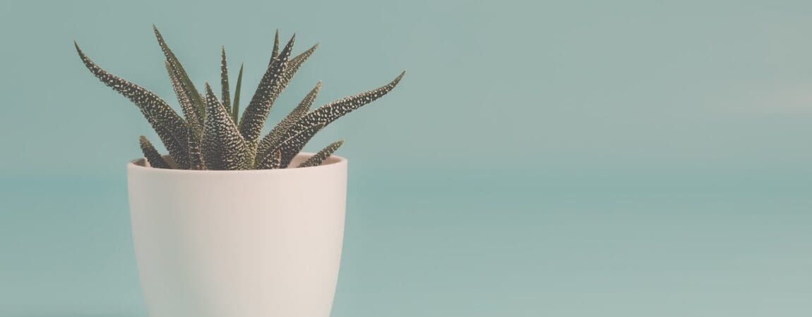 therapy plant Therapy in Chicago