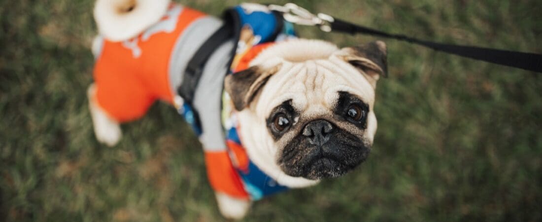 pet loss counseling chicago pet loss counseling chicago