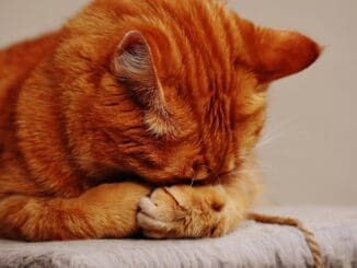 pet grief therapist chicago