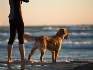 pets anxiety depression