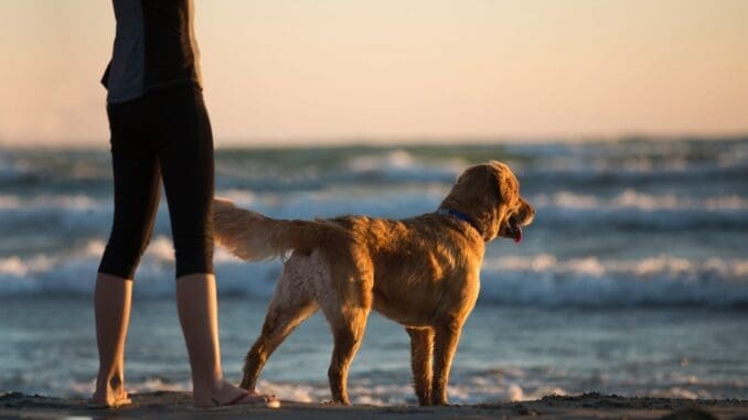 pets anxiety depression