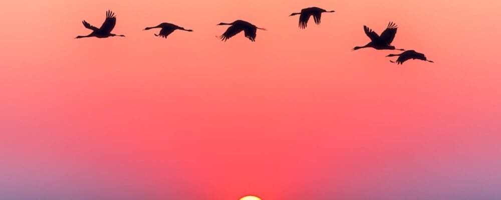 self discipline birts