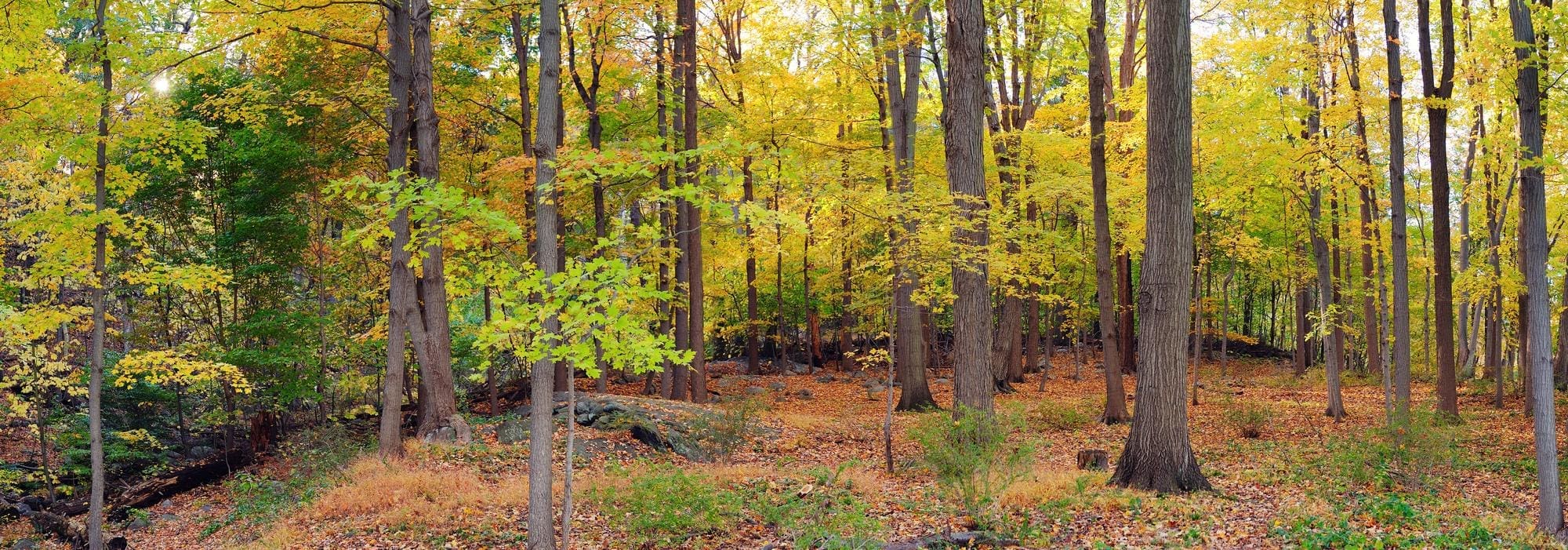 therapy in Chicago therapy and psychotherapist in chicago